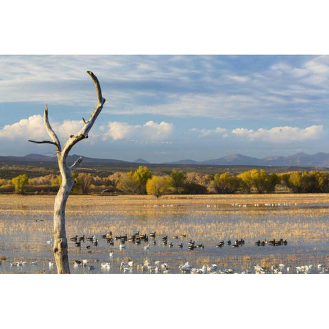New Mexico Canada and snow geese in water Black Modern Wood Framed Art Print by Paulson, Don