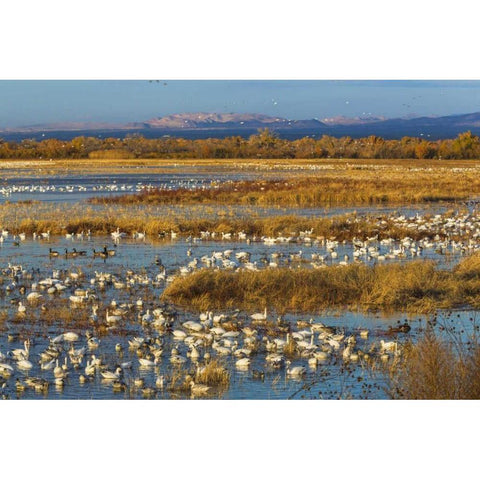 New Mexico Canada and snow geese in water Black Modern Wood Framed Art Print with Double Matting by Paulson, Don
