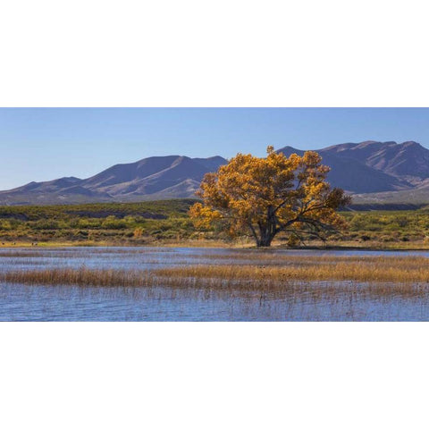 New Mexico, Bosque del Apache, Autumn landscape Gold Ornate Wood Framed Art Print with Double Matting by Paulson, Don