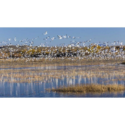 New Mexico Snow geese take flight Gold Ornate Wood Framed Art Print with Double Matting by Paulson, Don