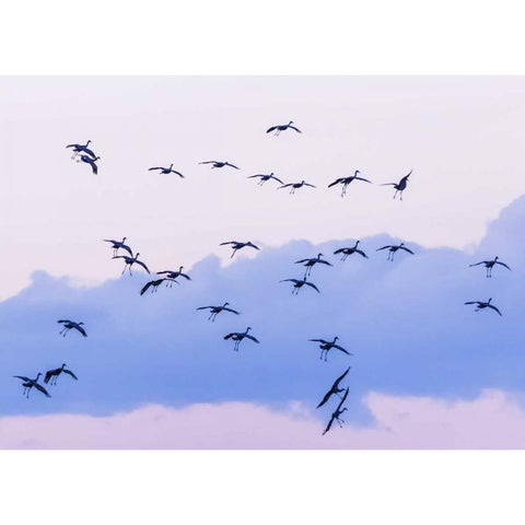 New Mexico Sandhill cranes in flight near sunset Gold Ornate Wood Framed Art Print with Double Matting by Paulson, Don