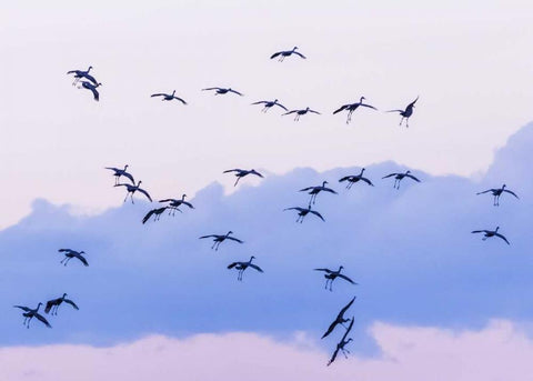 New Mexico Sandhill cranes in flight near sunset Black Ornate Wood Framed Art Print with Double Matting by Paulson, Don