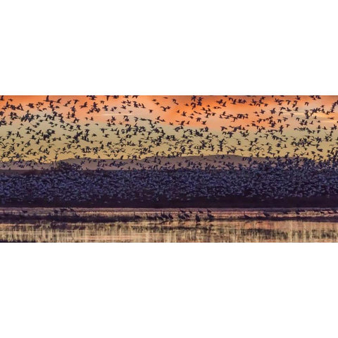 New Mexico Snow geese and Sandhill cranes Black Modern Wood Framed Art Print by Paulson, Don