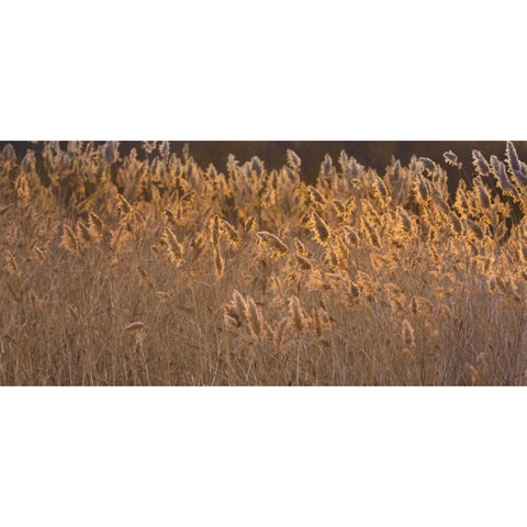 New Mexico, Bosque del Apache Backlit grasses Black Modern Wood Framed Art Print by Paulson, Don