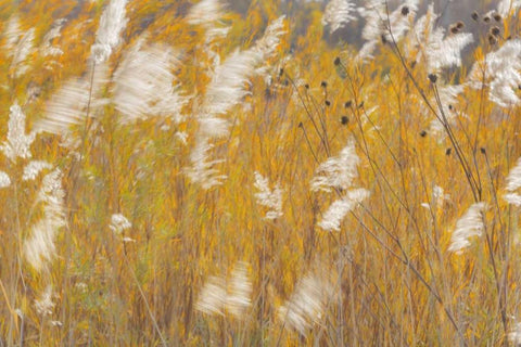 New Mexico, Bosque del Apache Blowing grasses Black Ornate Wood Framed Art Print with Double Matting by Paulson, Don