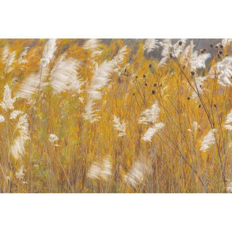 New Mexico, Bosque del Apache Blowing grasses Black Modern Wood Framed Art Print by Paulson, Don