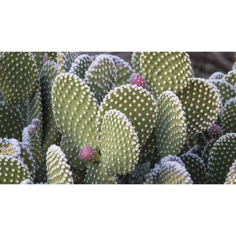 New Mexico Beavertail prickly-pear cactus Black Modern Wood Framed Art Print with Double Matting by Paulson, Don
