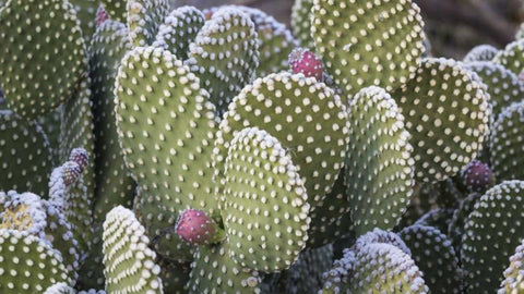 New Mexico Beavertail prickly-pear cactus White Modern Wood Framed Art Print with Double Matting by Paulson, Don