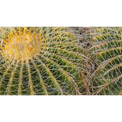 New Mexico Detail of golden barrel cactus Gold Ornate Wood Framed Art Print with Double Matting by Paulson, Don