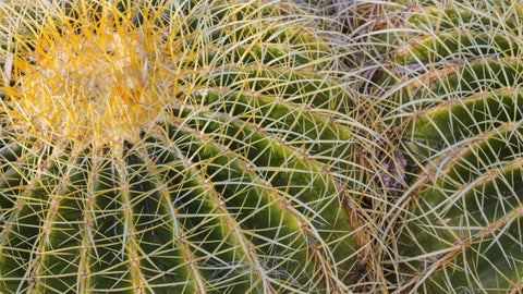 New Mexico Detail of golden barrel cactus Black Ornate Wood Framed Art Print with Double Matting by Paulson, Don
