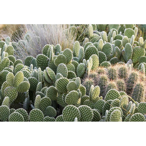 New Mexico Beavertail prickly-pear cacti Black Modern Wood Framed Art Print by Paulson, Don