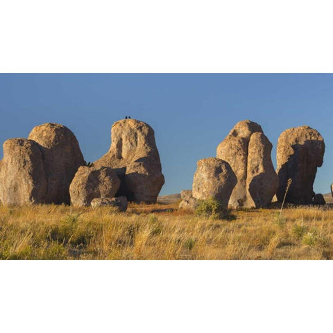 New Mexico, City of Rocks SP Ravens on a boulder White Modern Wood Framed Art Print by Paulson, Don