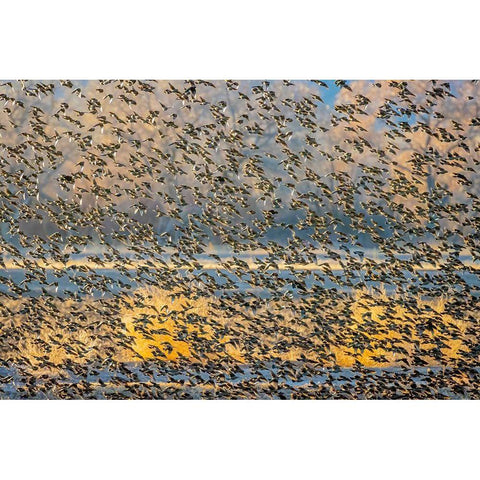 New Mexico-Bosque del Apache National Wildlife Reserve Winter flock of red-winged blackbirds Black Modern Wood Framed Art Print by Jaynes Gallery