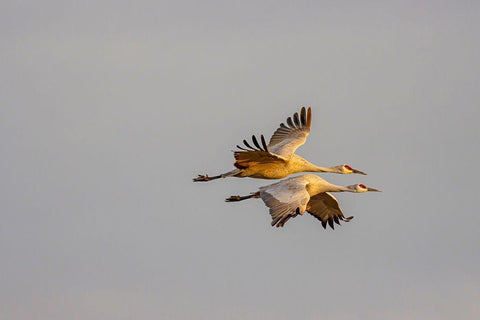 New Mexico-Bosque del Apache National Wildlife Reserve Sandhill crane pair flying  Black Ornate Wood Framed Art Print with Double Matting by Jaynes Gallery