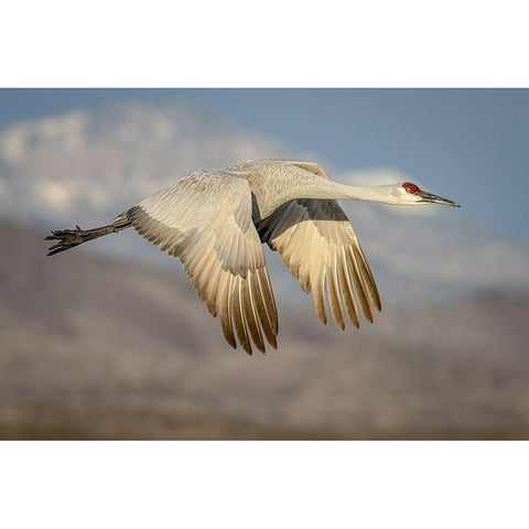 New Mexico-Bosque del Apache National Wildlife Reserve Sandhill crane flying  Black Modern Wood Framed Art Print by Jaynes Gallery