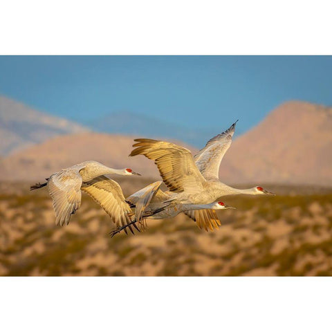 New Mexico-Bosque del Apache National Wildlife Reserve Sandhill cranes flying  Black Modern Wood Framed Art Print with Double Matting by Jaynes Gallery