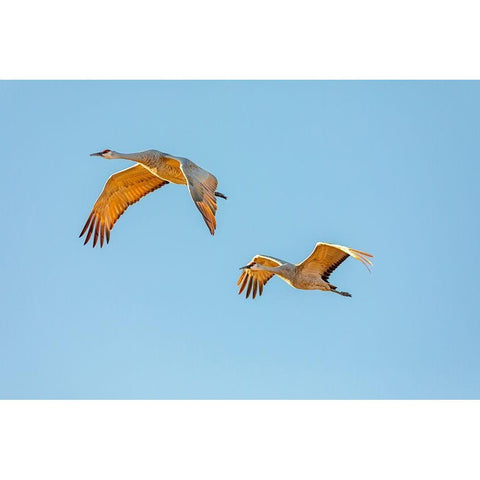 New Mexico-Bosque del Apache National Wildlife Reserve Sandhill crane pair flying at sunrise  Black Modern Wood Framed Art Print by Jaynes Gallery