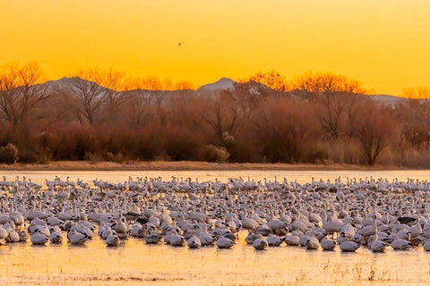 New Mexico-Bosque del Apache National Wildlife Reserve Snow geese on ice at sunrise  Black Ornate Wood Framed Art Print with Double Matting by Jaynes Gallery