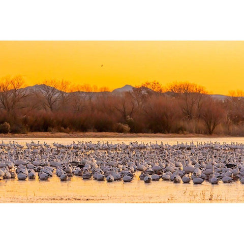 New Mexico-Bosque del Apache National Wildlife Reserve Snow geese on ice at sunrise  Black Modern Wood Framed Art Print by Jaynes Gallery