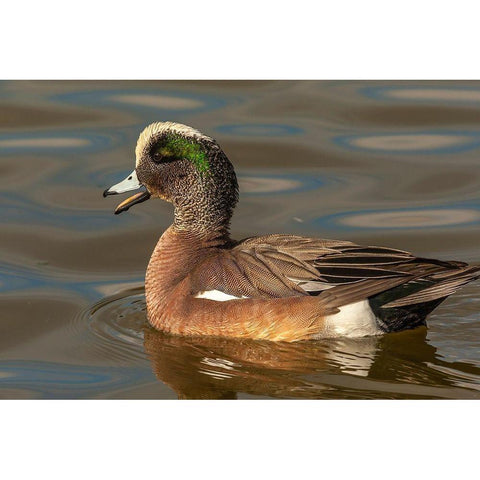 New Mexico-Socorro County American wigeon drake in water Gold Ornate Wood Framed Art Print with Double Matting by Jaynes Gallery