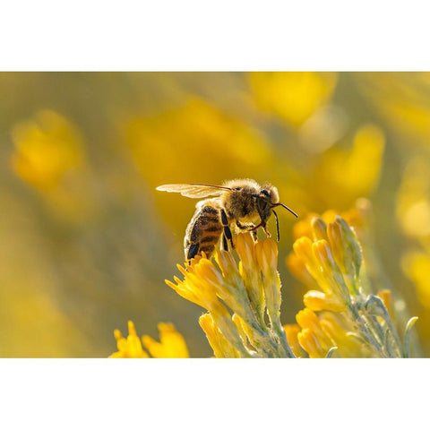 USA-New Mexico-Honey bee on rabbitbrush Black Modern Wood Framed Art Print with Double Matting by Jaynes Gallery