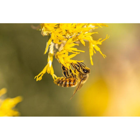 USA-New Mexico-Honey bee on rabbitbrush Black Modern Wood Framed Art Print by Jaynes Gallery