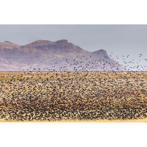 USA-New Mexico-Bosque Del Apache National Wildlife Refuge-Red-winged blackbirds taking flight Gold Ornate Wood Framed Art Print with Double Matting by Jaynes Gallery