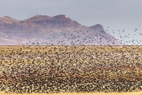 USA-New Mexico-Bosque Del Apache National Wildlife Refuge-Red-winged blackbirds taking flight White Modern Wood Framed Art Print with Double Matting by Jaynes Gallery