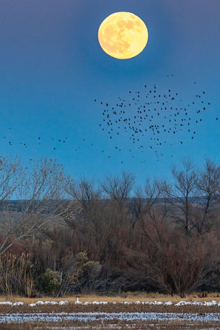 USA-New Mexico-Bosque Del Apache National Wildlife Refuge-Full moon rising and flying blackbirds White Modern Wood Framed Art Print with Double Matting by Jaynes Gallery