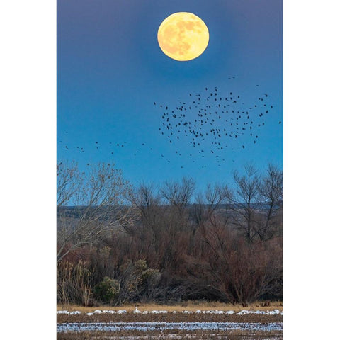 USA-New Mexico-Bosque Del Apache National Wildlife Refuge-Full moon rising and flying blackbirds Black Modern Wood Framed Art Print with Double Matting by Jaynes Gallery