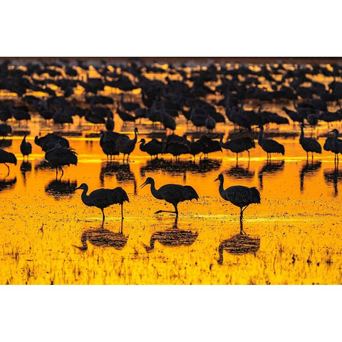 USA-New Mexico-Bosque Del Apache National Wildlife Refuge-Sandhill crane silhouettes in water at su Black Modern Wood Framed Art Print by Jaynes Gallery