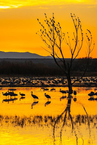 USA-New Mexico-Bosque Del Apache National Wildlife Refuge-Sandhill cranes in water at sunrise Black Ornate Wood Framed Art Print with Double Matting by Jaynes Gallery
