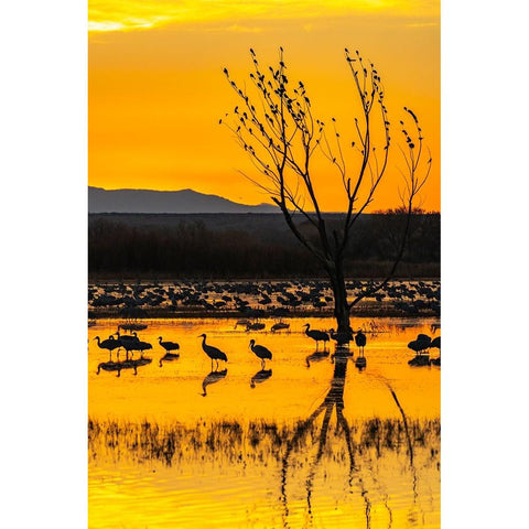 USA-New Mexico-Bosque Del Apache National Wildlife Refuge-Sandhill cranes in water at sunrise Black Modern Wood Framed Art Print by Jaynes Gallery
