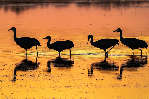 USA-New Mexico-Bosque Del Apache National Wildlife Refuge-Sandhill crane silhouettes in water at su White Modern Wood Framed Art Print with Double Matting by Jaynes Gallery