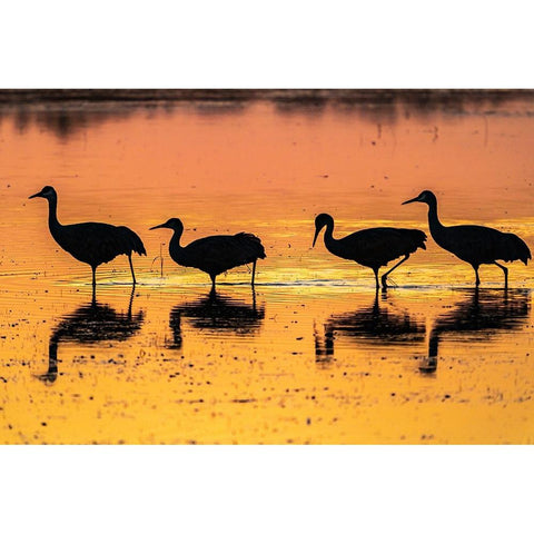 USA-New Mexico-Bosque Del Apache National Wildlife Refuge-Sandhill crane silhouettes in water at su Black Modern Wood Framed Art Print by Jaynes Gallery