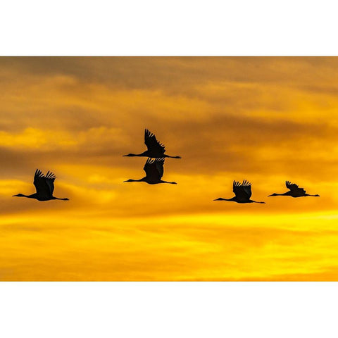 USA-New Mexico-Bosque Del Apache National Wildlife Refuge-Sandhill cranes in flight at sunrise Black Modern Wood Framed Art Print by Jaynes Gallery