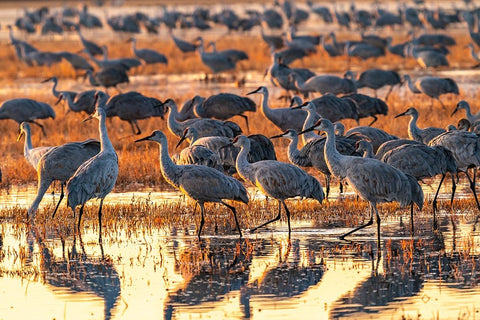 USA-New Mexico-Bosque Del Apache National Wildlife Refuge-Sandhill cranes in water at sunrise Black Ornate Wood Framed Art Print with Double Matting by Jaynes Gallery