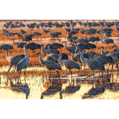 USA-New Mexico-Bosque Del Apache National Wildlife Refuge-Sandhill cranes in water at sunrise Black Modern Wood Framed Art Print by Jaynes Gallery