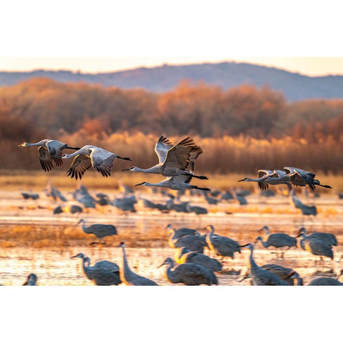 USA-New Mexico-Bosque Del Apache National Wildlife Refuge-Sandhill cranes flying at sunrise Gold Ornate Wood Framed Art Print with Double Matting by Jaynes Gallery
