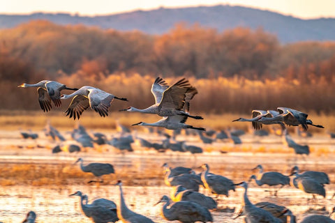 USA-New Mexico-Bosque Del Apache National Wildlife Refuge-Sandhill cranes flying at sunrise White Modern Wood Framed Art Print with Double Matting by Jaynes Gallery