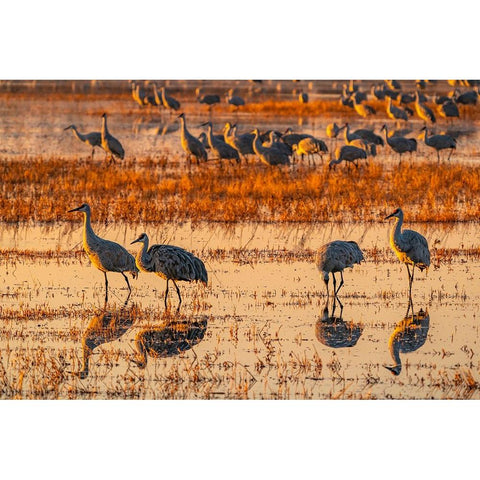USA-New Mexico-Bosque Del Apache National Wildlife Refuge-Sandhill cranes in water at sunrise Black Modern Wood Framed Art Print by Jaynes Gallery