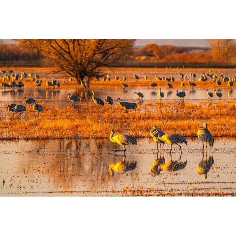 USA-New Mexico-Bosque Del Apache National Wildlife Refuge-Sandhill cranes in water at sunrise Gold Ornate Wood Framed Art Print with Double Matting by Jaynes Gallery