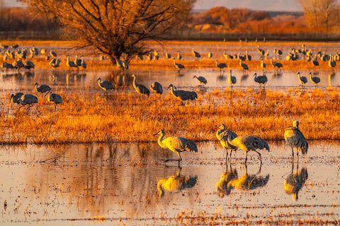 USA-New Mexico-Bosque Del Apache National Wildlife Refuge-Sandhill cranes in water at sunrise White Modern Wood Framed Art Print with Double Matting by Jaynes Gallery