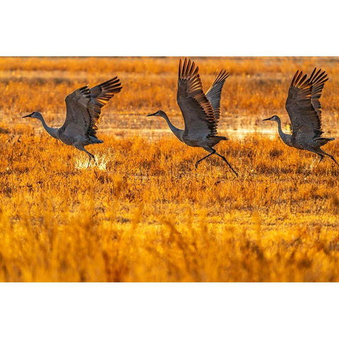 USA-New Mexico-Bosque Del Apache National Wildlife Refuge-Sandhill cranes taking flight at sunrise Black Modern Wood Framed Art Print by Jaynes Gallery