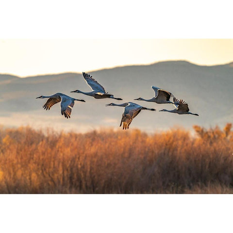 USA-New Mexico-Bosque Del Apache National Wildlife Refuge-Sandhill cranes flying in early morning Black Modern Wood Framed Art Print by Jaynes Gallery