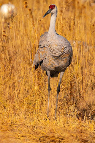 USA-New Mexico-Bosque Del Apache National Wildlife Refuge-Sandhill crane close-up in grass Black Ornate Wood Framed Art Print with Double Matting by Jaynes Gallery