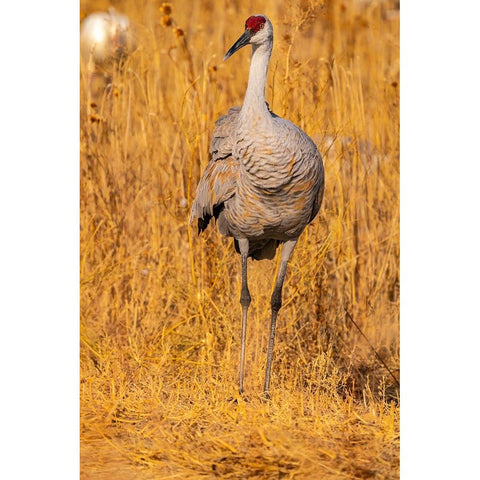 USA-New Mexico-Bosque Del Apache National Wildlife Refuge-Sandhill crane close-up in grass Black Modern Wood Framed Art Print by Jaynes Gallery
