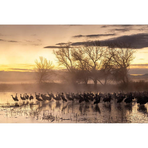USA-New Mexico-Bernardo Wildlife Management Area-Sandhill cranes in water on foggy sunrise Black Modern Wood Framed Art Print by Jaynes Gallery