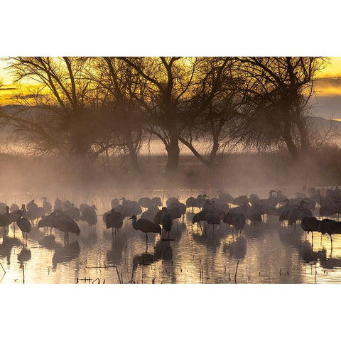 USA-New Mexico-Bernardo Wildlife Management Area-Sandhill cranes in water on foggy sunrise Black Modern Wood Framed Art Print by Jaynes Gallery