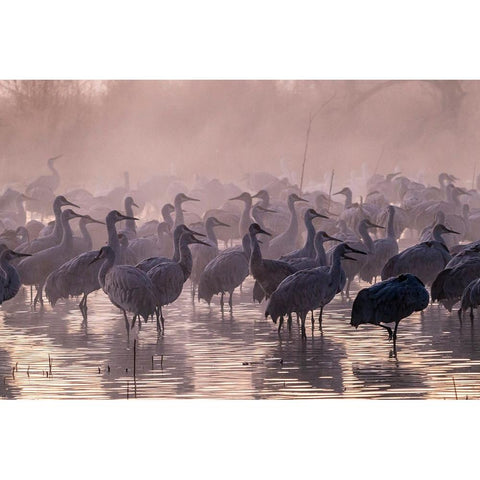 USA-New Mexico-Bernardo Wildlife Management Area-Sandhill cranes and foggy sunrise Black Modern Wood Framed Art Print by Jaynes Gallery